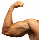 armmuscle